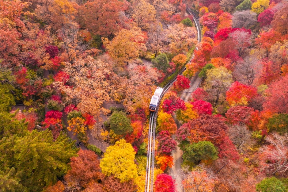 화담숲 가을