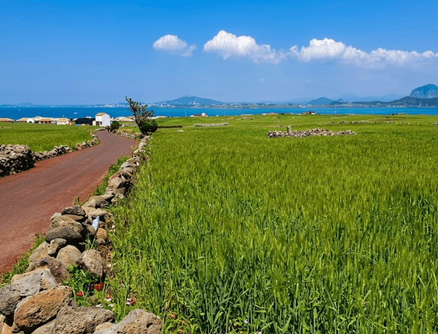 가파도 청보리축제